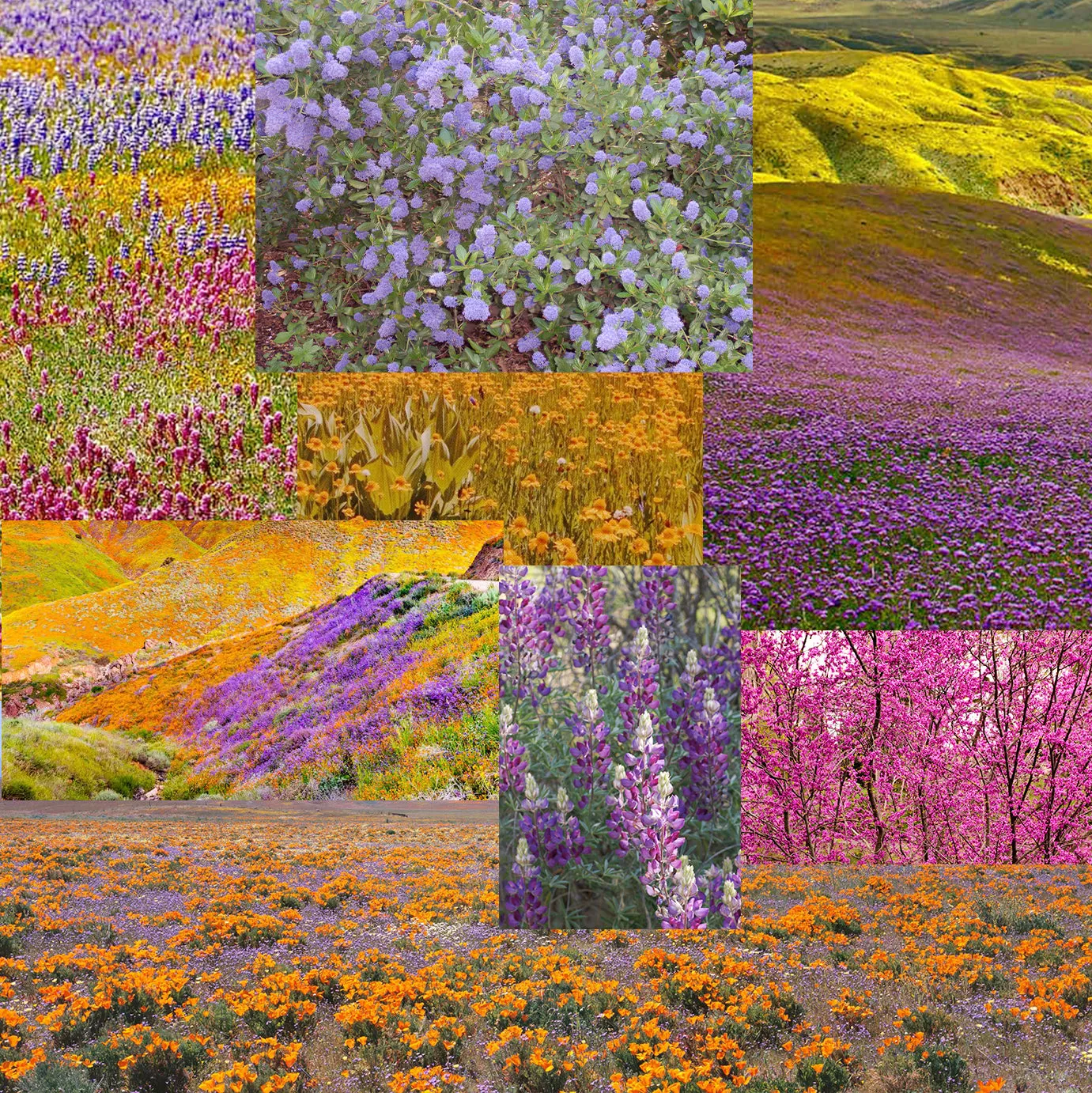 thank you california native plants