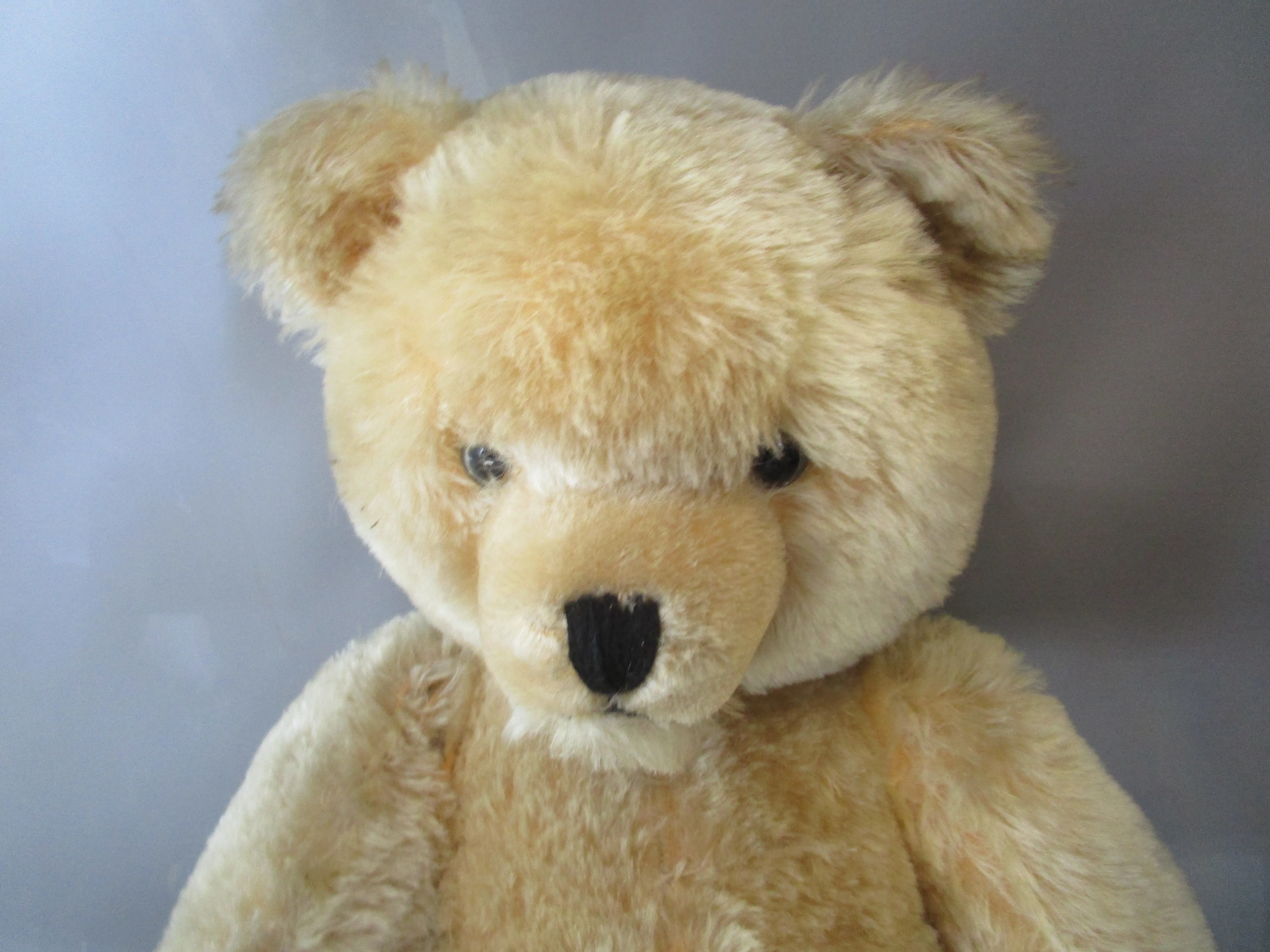 Wood Filled Shuco German Teddy Bear Vintage c1950